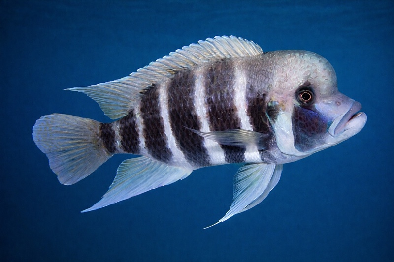 Cyphotilapia frontosa 'Bulombora'
